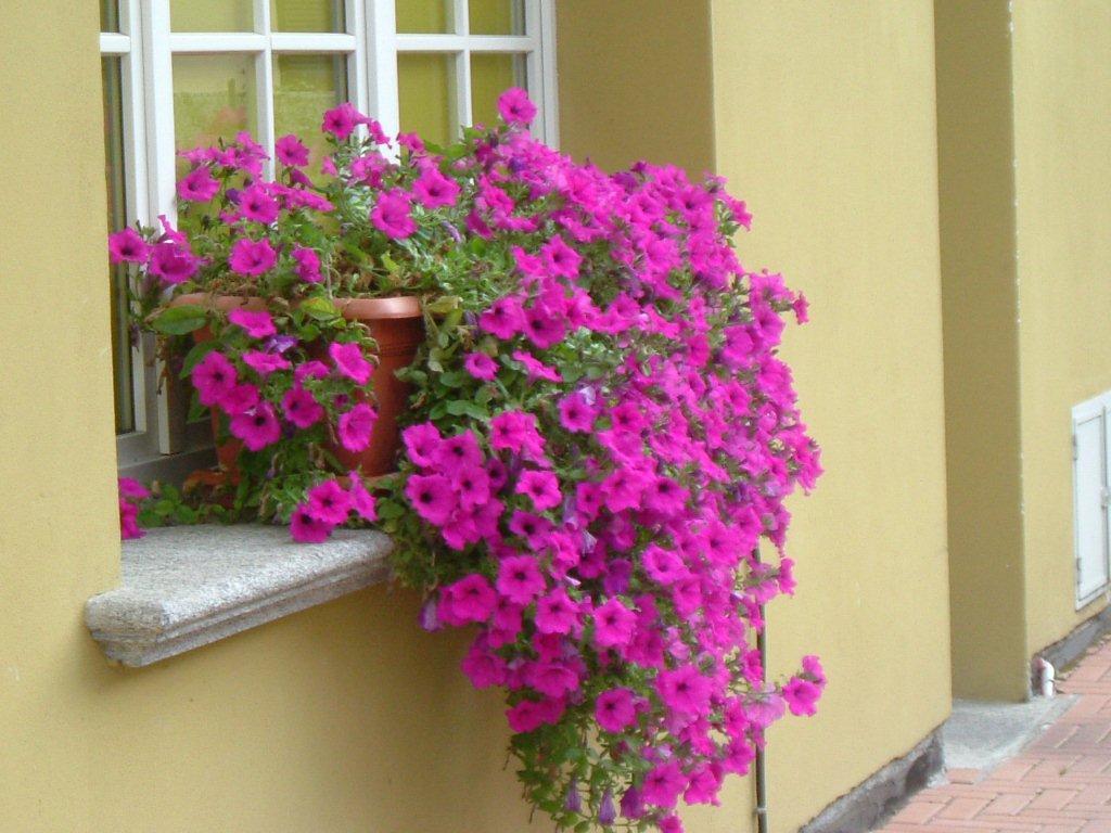 Hotel Del Fiume Каннобио Экстерьер фото